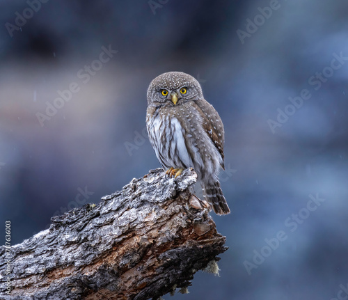 Pygmy owl perched on branch