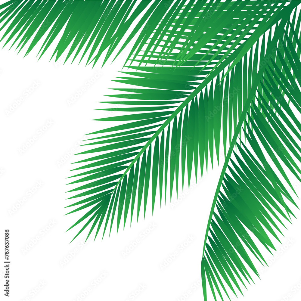 Plam leaves isolated on the white background