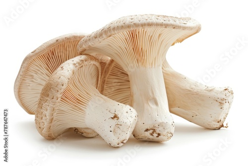 King oyster mushrooms on white background