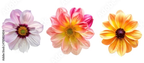 Three beautiful flowers separated on a white background