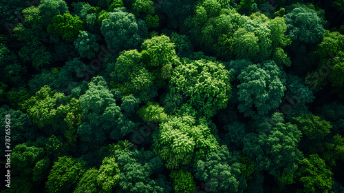 Aerial top view of green trees in forest. Drone view of dense green tree captures CO2. Green tree nature background for carbon neutrality and net zero emissions concept. Sustainable green environment