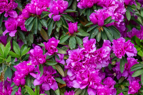 満開のセンエオオムラサキ