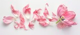 A creatively arranged disassembled pink tulip captured in an artistic studio setting against a white background, representing the vibrant essence of spring.