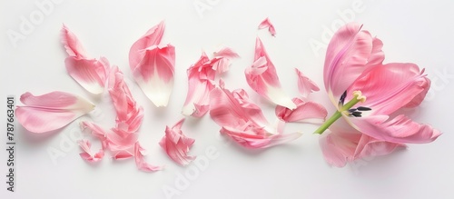 A creatively arranged disassembled pink tulip captured in an artistic studio setting against a white background  representing the vibrant essence of spring.