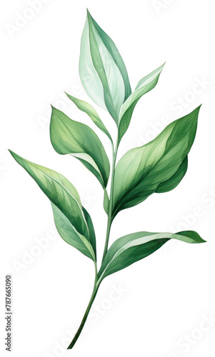 PNG Botanical leaf plant herbs white background. AI generated Image by rawpixel.