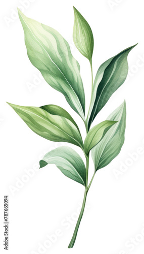 PNG Botanical leaf plant herbs white background. AI generated Image by rawpixel.