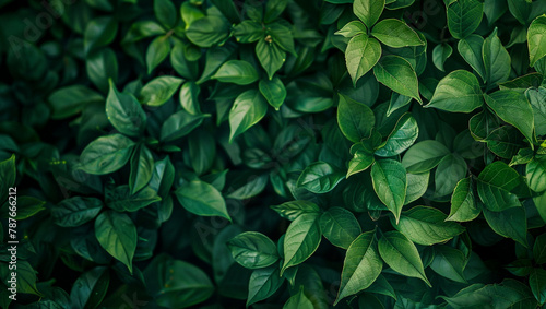 Leaves abstract green texture, nature background, tropical leaf. Beautiful wallpaper.