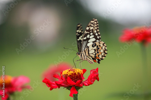 Butterfly on a red flower in the garden, Indonesia © gunungkawi