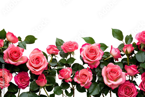 PNG Roses flower plant petal. © Rawpixel.com