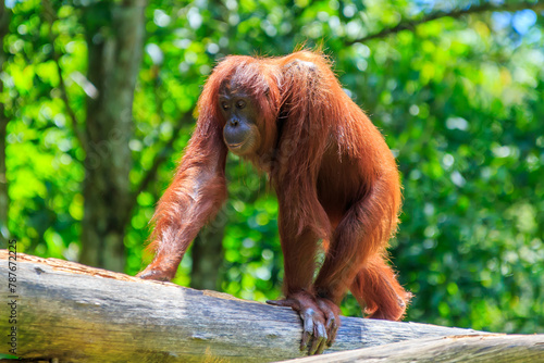 orangutans or pongo pygmaeus is the only asian great found on the island of Borneo and Sumatra