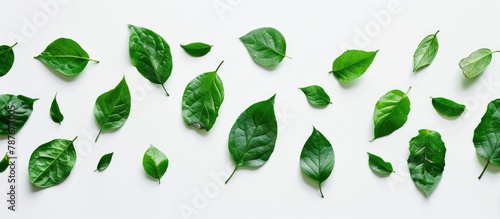 Green leaves separated on a white backdrop.
