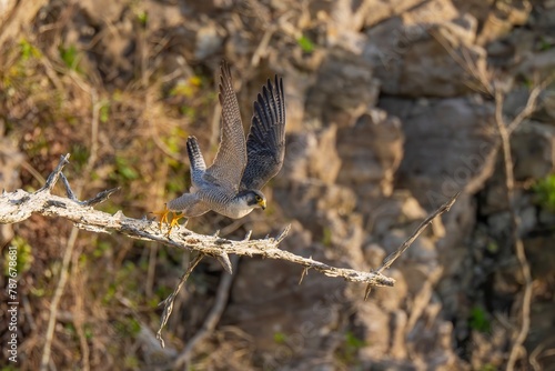 断崖絶壁の枯れ木から飛び出すハヤブサの飛翔シーン