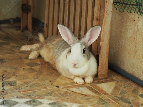 Cute rabbit on the ceramic floor. Famous pet in the home. Sad and hungry rabbit wait for donation.