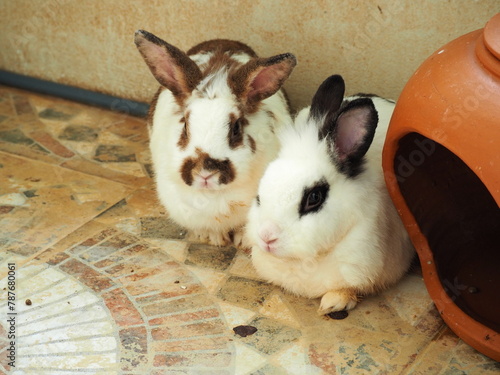 Cute rabbit on the ceramic floor. Famous pet in the home. Sad and hungry rabbit wait for donation.