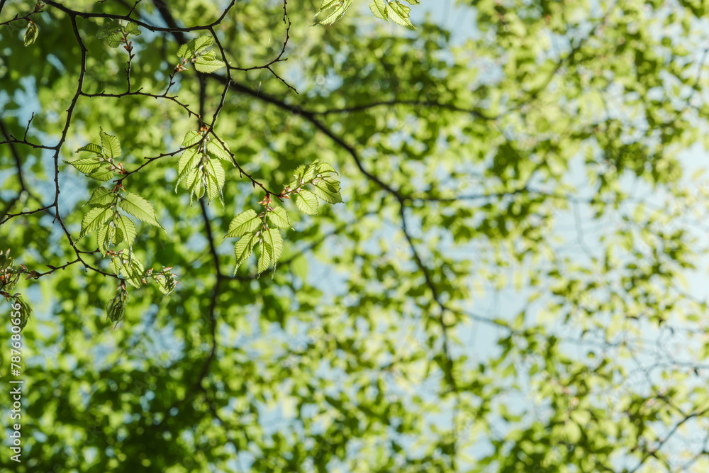 春・初夏晴天の空 さわやかな太陽の光と日差しに照らされる森林の木々の新緑の芽と木の葉 アウトドア・キャンプ・旅行・観光・成長・新しいの背景 春・初夏晴天の空 さわやかな太陽の光と日差しに照らされる森林の木々の新緑の芽と木の葉 アウトドア・キャンプ・旅行・観光・成長・新しいの背景