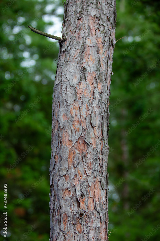 Some coniferous trees (trunks, really) growing in the Canadian Shield in Ontario. Some coniferous trees (trunks, really) growing in the Canadian Shield in Ontario.