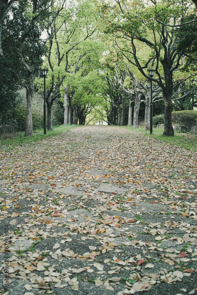 森の道 落ち葉の落ちたアーチ状の木々に囲まれた手つかずの参道の背景 ウォーキング・アウトドア・散歩・季節 森の道 落ち葉の落ちたアーチ状の木々に囲まれた手つかずの参道の背景 ウォーキング・アウトドア・散歩・季節