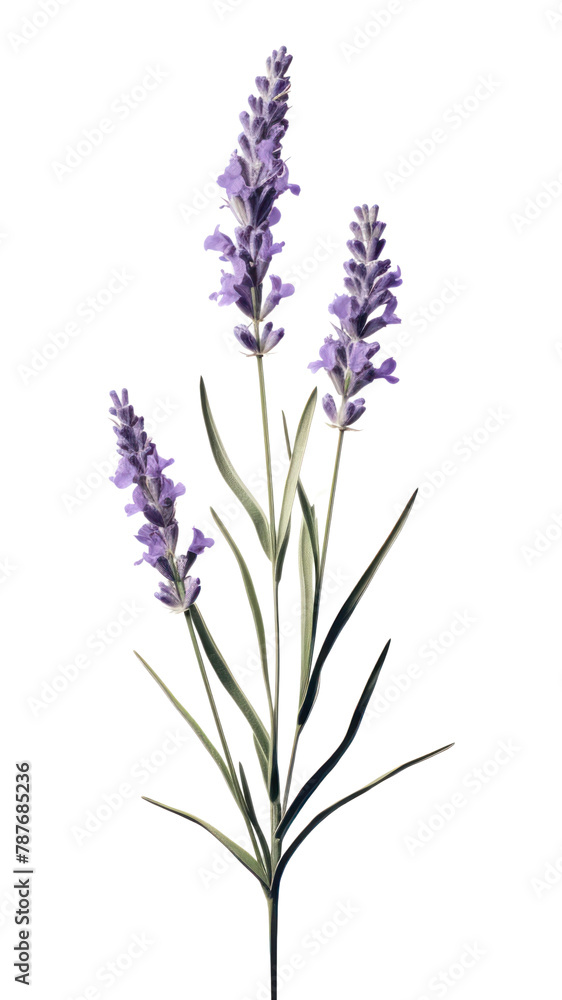 PNG Lavender blossom flower plant.
