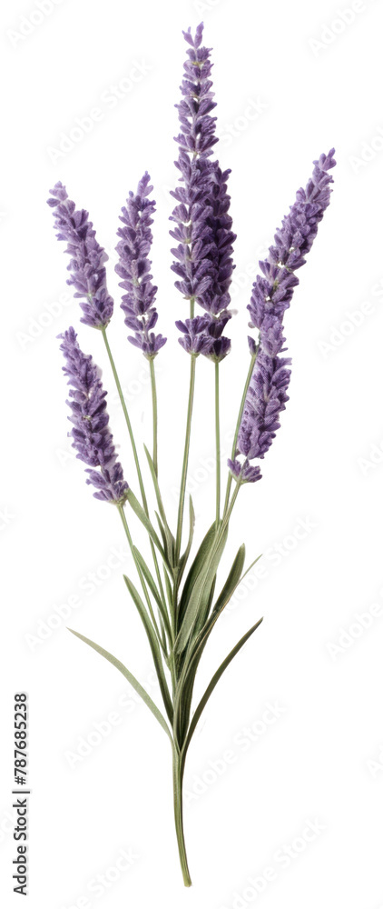Fototapeta premium PNG Lavender flower plant white background.