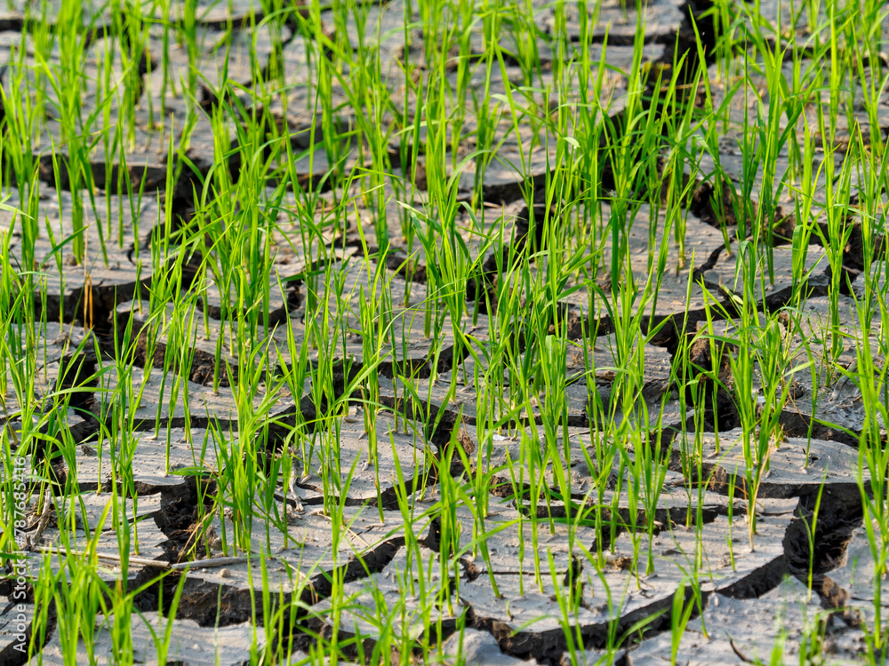 Rice seedlings in a dry rice field Rice seedlings in a dry rice field