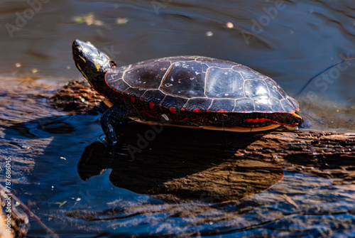 A midland painted turtle (Chrysemys picta marginal) sitting on a rock photo