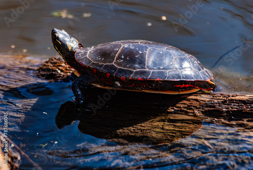Photos A midland painted turtle (Chrysemys picta marginal) sitting on a rock