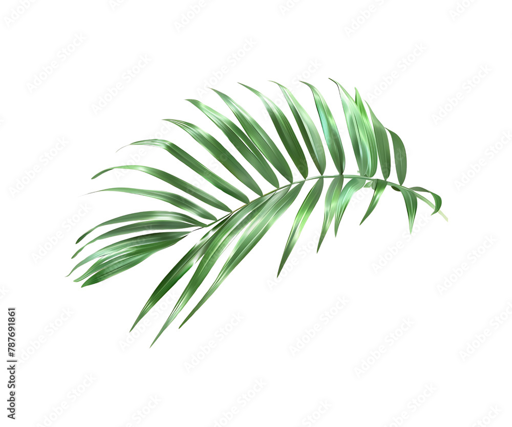 leaf isolated leaf isolated