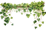 PNG Vine plant leaf ivy