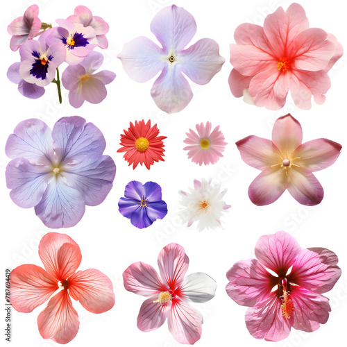 spring flowers collection isolated on a transparent PNG background, white background , Generative Ai