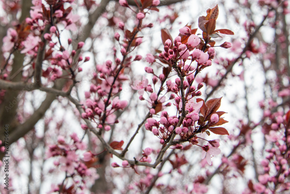 pink blooming tree branch in spring april garden pink blooming tree branch in spring april garden
