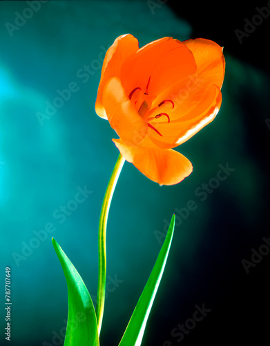 Vivid orange tulip with brright green leaves and stem against a teal background in a graphic and beautiful art image photo