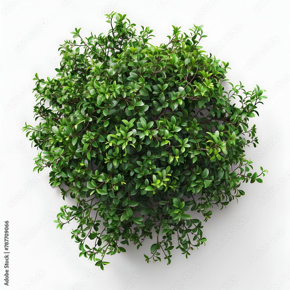 Obraz premium tree isolated on white background