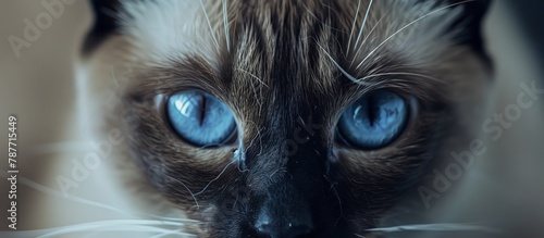Captivating close-up of a cat with mesmerizing blue eyes fixed on the camera lens