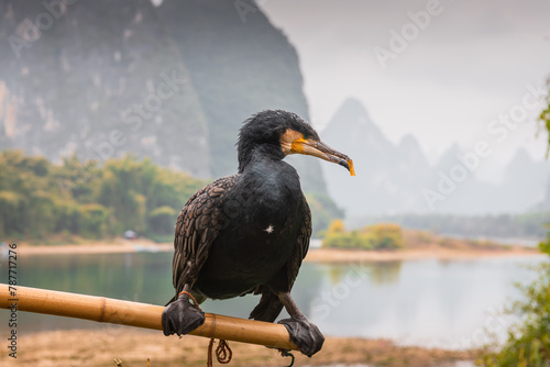 A cormorant bird sitting on the stick in Xing Ping village, Guilin, China
