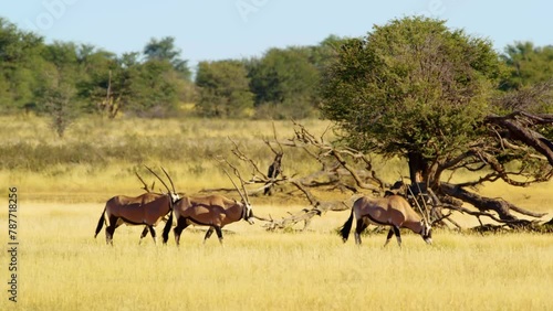 Slow motion of three big and healthy gemsbok wandering freely in the middle of the wide grassy plains during a peaceful sunny day in the wild. photo