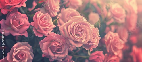 Background of pink roses with a retro filter.