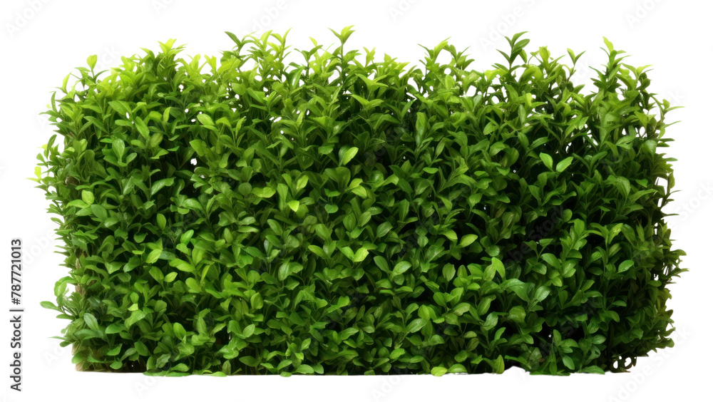 Fototapeta premium PNG Plant hedge groundcover vegetation. 