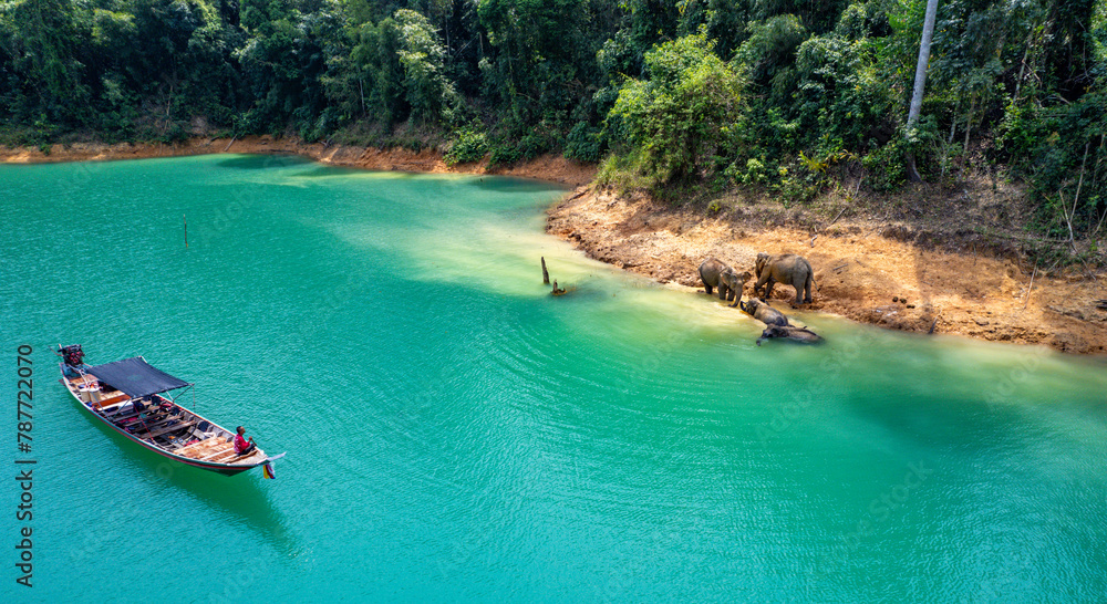 Obraz premium Encounter with a family of wild elephants in Khao Sok national park, on the Cheow lan lake in Surat Thani, Thailand