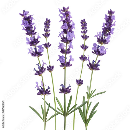 Lavender flower isolated on white background