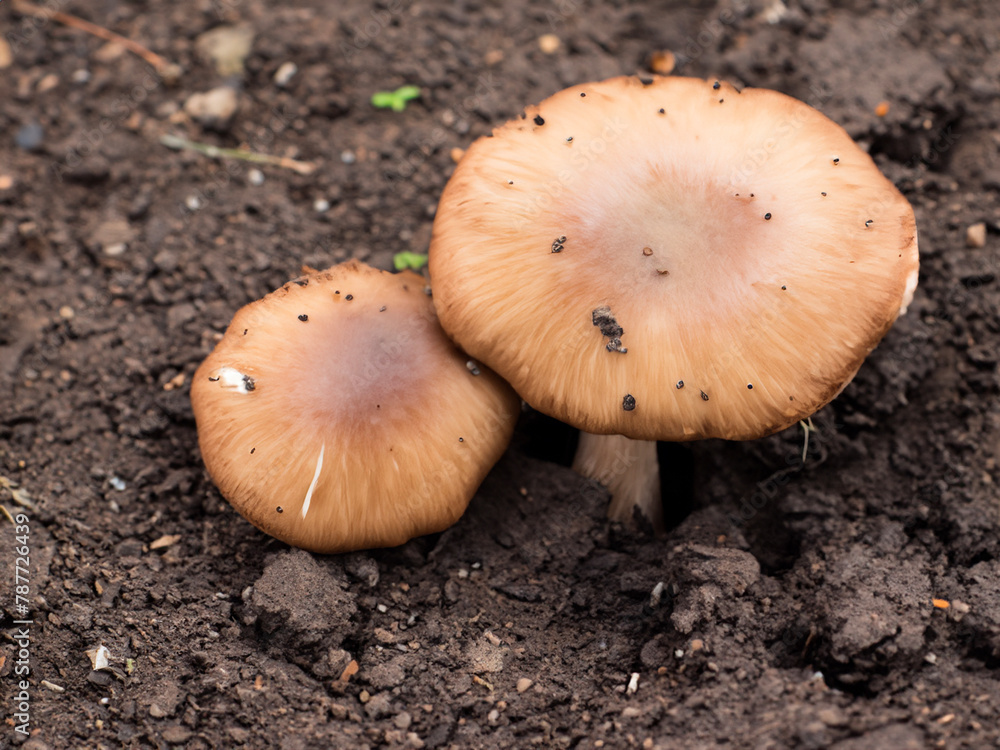 white mushroom on a ground white mushroom on a ground