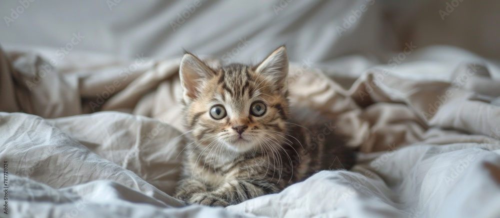A cute little kitten is perched on a comfortable bed, looking around curiously