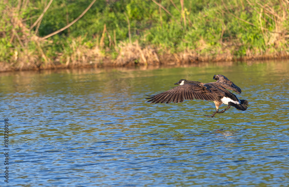 Canada goose landing on the water.