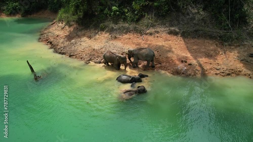 Encounter with a family of wild elephants in Khao Sok national park, on the Cheow lan lake in Surat Thani, Thailand