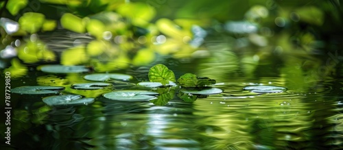 Reflection in water of green leaves