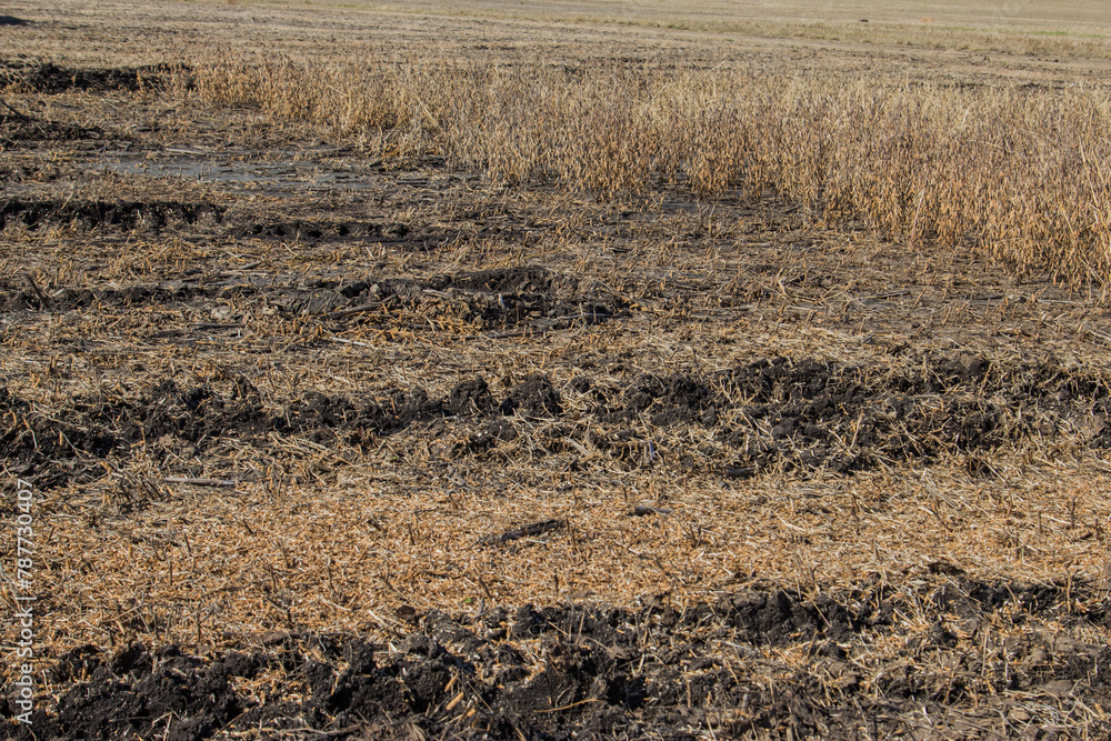 muddy ruts after harvesting a wet soybean field muddy ruts after harvesting a wet soybean field