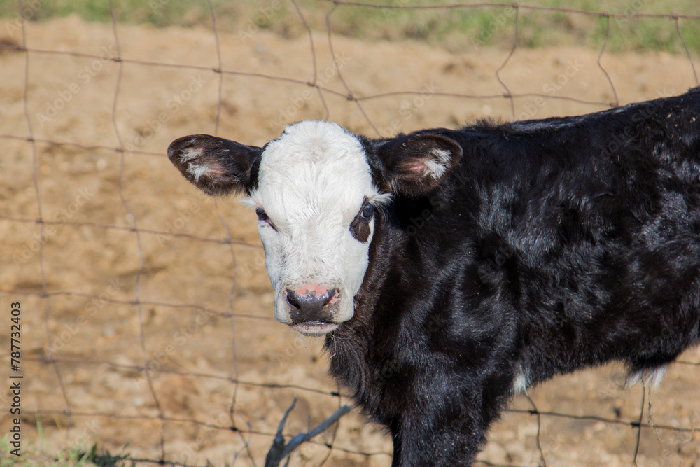 Fototapeta premium black baldy calf