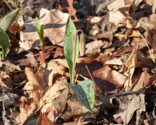 Erythronium albidum (White Trout Lily) Native North American Woodland Wildflower photo