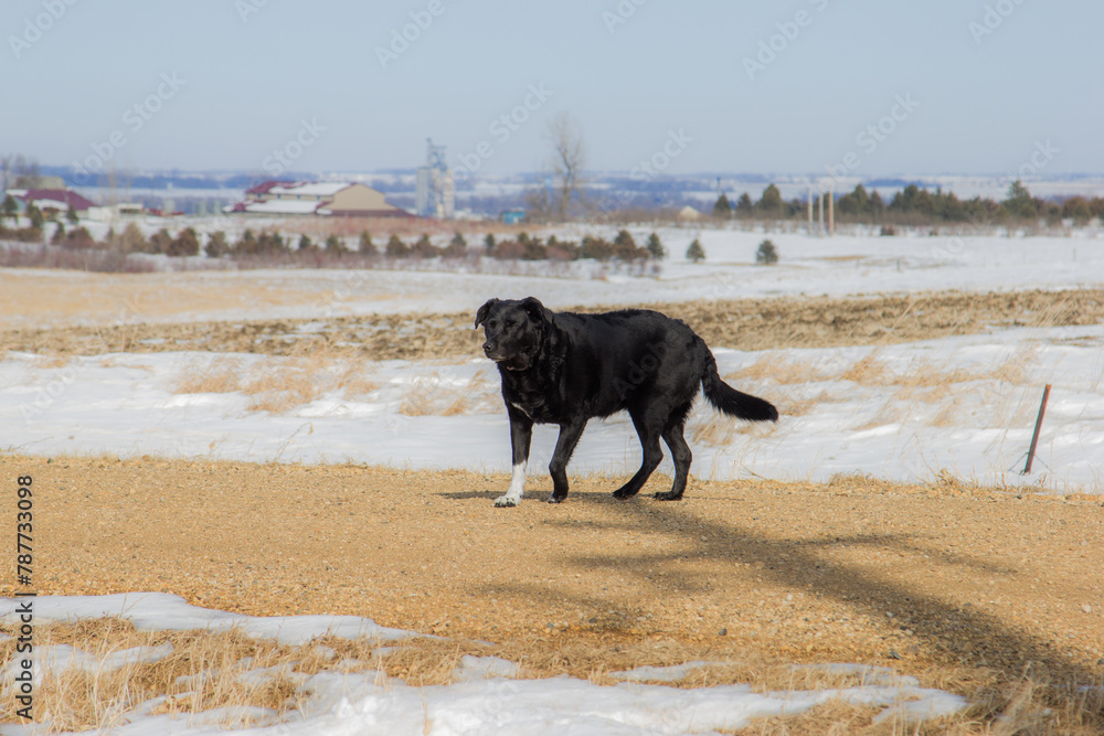 black dog walking on gravel road in winter black dog walking on gravel road in winter