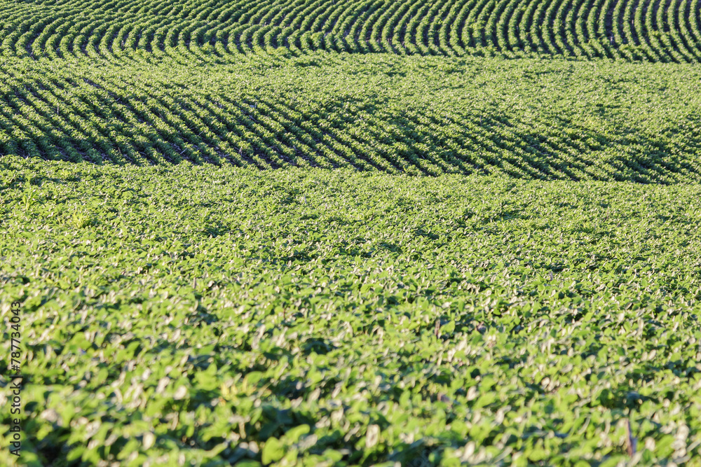 curved rows of soybeans curved rows of soybeans