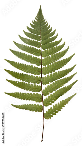 PNG Real Pressed a minimal aesthetic green Polypodium leaf plant fern pattern. © Rawpixel.com